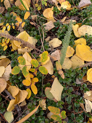 Various Colorado Fall/Autumn colors in mountains aspen trees. Western American autumn landscape with distinctive aspen trees displaying golden fall foliage