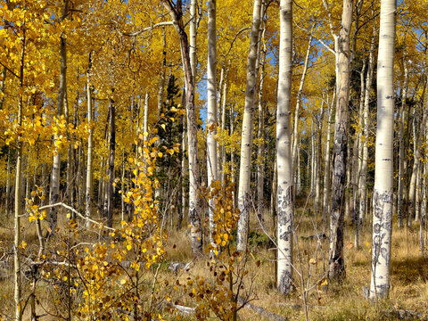 Various Colorado Fall/Autumn colors in mountains aspen trees. Western American autumn landscape with distinctive aspen trees displaying golden fall foliage