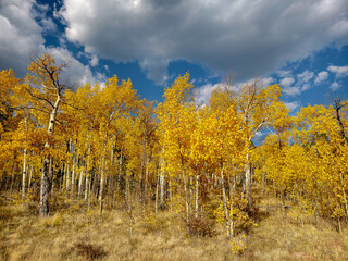 Various Colorado Fall/Autumn colors in mountains aspen trees. Western American autumn landscape with distinctive aspen trees displaying golden fall foliage