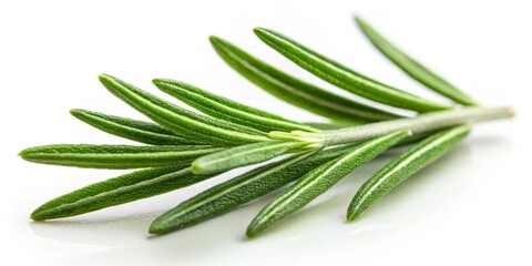 Fototapeta premium Fresh rosemary leaf herbal spice isolated on white background with soft focus effect and natural light, showcasing its vibrant green color and delicate texture , Rosemary Leaf, Alpha Background