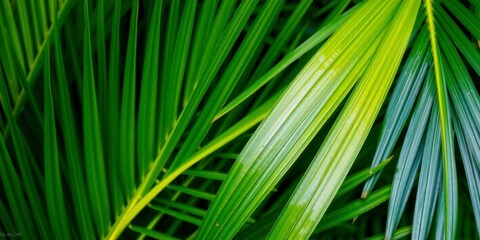Close-up of a vibrant green palm leaf showcasing its natural texture, detail, exotic