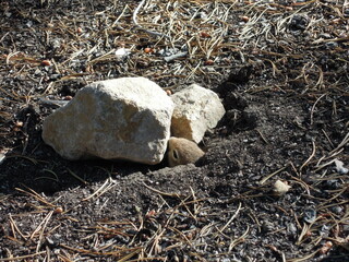 A chipmunk emerges from the soil, Walden, Colorado