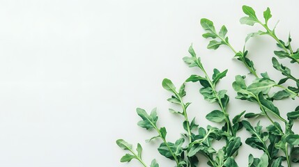 Fototapeta premium Fresh Green Rocket Leaves on White Background