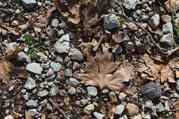 stones and leaves in the ground