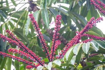 Flowers of Embauba do brejo, Cecropia pachystachya, in Brazil. It belongs to the stratum of pioneer plants of the Atlantic forest in Brazil