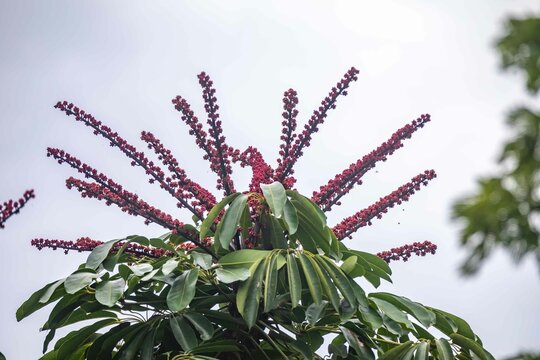 Flowers of Embauba do brejo, Cecropia pachystachya, in Brazil. It belongs to the stratum of pioneer plants of the Atlantic forest in Brazil