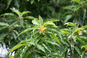large tropical tree with yellow flowers