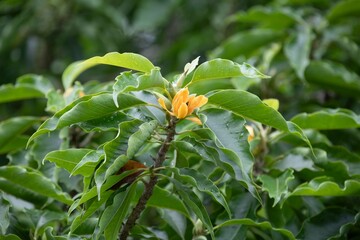 large tropical tree with yellow flowers
