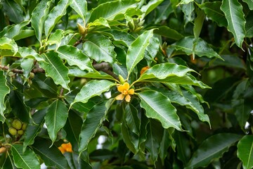 large tropical tree with yellow flowers