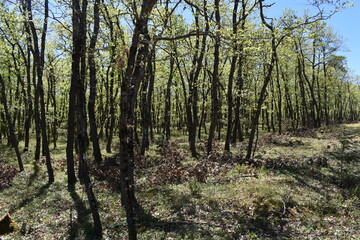 Tall thin trees in the forest
