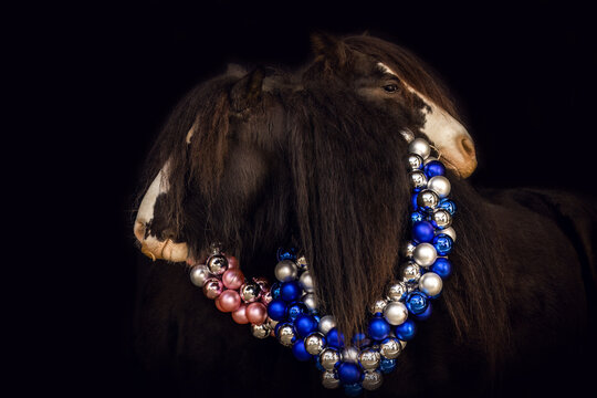 Black Shot portrait of mini tinker horses in a festive christmas setting