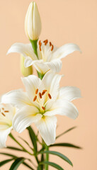 Close up white beige  lily flower natural floral background pastel color with copy space Natural beauty blossoming lily flower Peony blooms vertical flowery image celebrate nature post :, profession