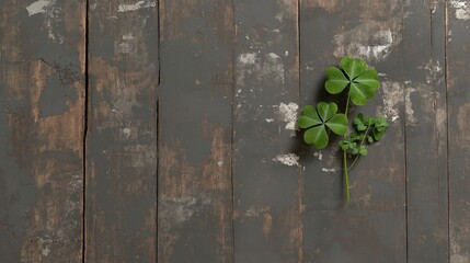 Two shamrocks lying on a gray wooden table for st patrick's day celebration