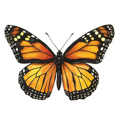 Fototapeta premium Butterfly clip art, clip art concept