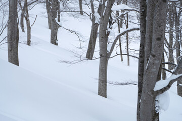 冬のブナの森