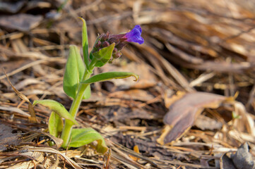 Blue lungwort flowers illuminated by warm light in spring on a blurred background, high detail.