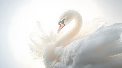 Serene White Swan Gracefully Displays its Feathers