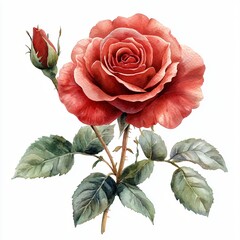 Fototapeta premium Romantic Red Rose Bloom Watercolor Painting Botanical Illustration Floral Design