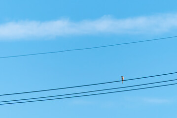 Fototapeta premium 青空に電線 野鳥 シンプルな風景