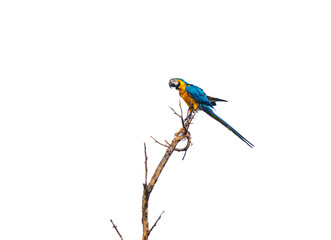 Wild tropical Brazilian Blue and Yellow Macaw. Blue and Yellow Macaw (Ara ararauna) 
