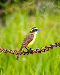 Tropical Bem-te-vi bird (Pitangus sulphuratus), bentevi, in selective focus and background blur