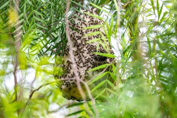 Wasp nest on tree branch in Brazilian rainforest