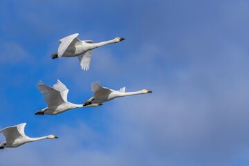 青空バックに優雅に飛ぶコハクチョウの群れ