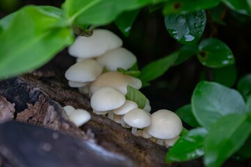 Wild mushroom growing in the Brazilian rainforest