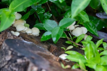 Wild mushroom growing in the Brazilian rainforest