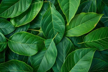 Fototapeta premium Tropical green leaves background. Flat lay, top view