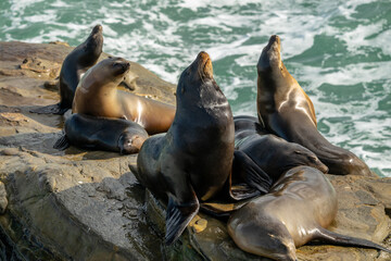 Sea Lions Warm In The Sun Along The California Coast