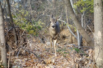 Wild deer staring at me, Boulder, Colorado
