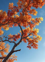 Naklejka premium A lone oak branch heavy with vibrant orange red yellow leaves against blue sky, trees, outdoor scene
