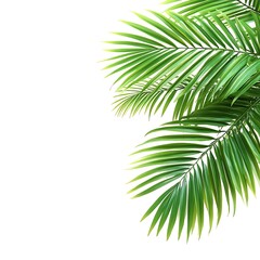 Naklejka premium Lush green palm leaves close-up tropical garden nature photography