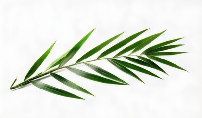 Fototapeta premium a close up of a green leaf on a white background