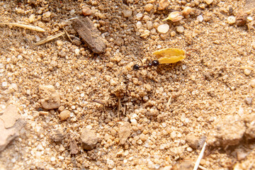 Light-colored sand from an anthill with several ants