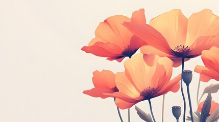 Delicate Orange Poppies Blooming Softly Against a White Background