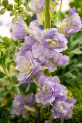 Immerse yourself in the delicate beauty of these enchanting purple larkspur blossoms.  This close-up captures the intricate details and vibrant hues of the flowers, creating a sense of tranquility.