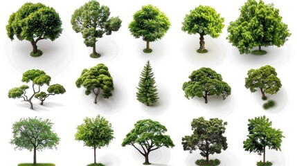 Obraz premium Collection of various trees, top view, isolated on white background.