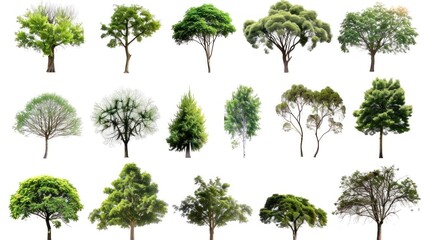 Collection of various trees isolated on white background. Lush green foliage