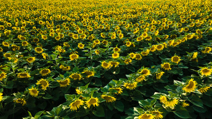 Field of Sunflowers