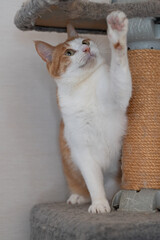 キャットタワーで遊ぶ猫　茶トラ白