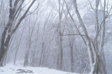 美しい霧氷の森