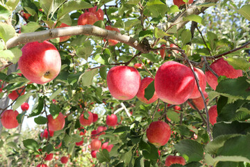 Japanese organic apple orchard in Aomori