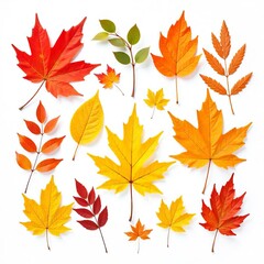Autumn Leaves Collection Red Orange Yellow Fall Foliage