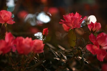 都会の灯りに包まれたバラ