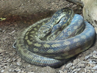 snake in the grass