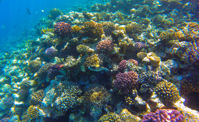 coral and fish in sahl hasheesh for background