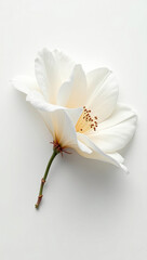 Obraz premium A single white flower on a minimalistic white background, emphasizing purity and simplicity