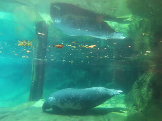 Obraz premium fish in aquarium